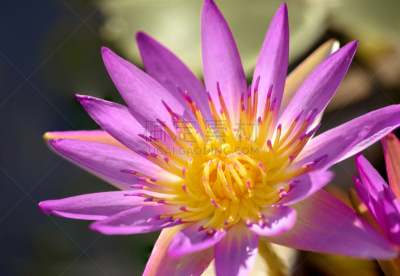 荷花,彩色图片,花粉,特写,自然美,水,美,水平画幅,睡莲,无人