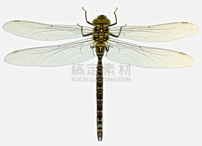 蜻蜓,昆虫学家,灯箱,桌子,水平画幅,光效果,动物身体部位,翅膀,背景分离,奥地利