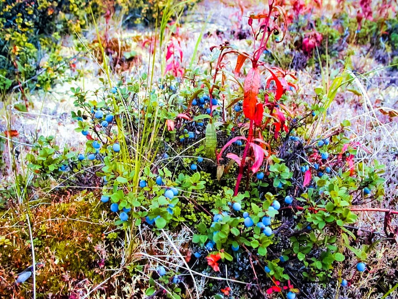 草,冻原,楚科塔地区,植物群,活力,云,针叶,春天,海岸线,松果