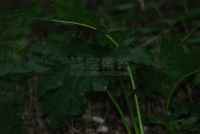 动物,帆板运动,撒丁岛,水平画幅,无人,户外,树林,摄影