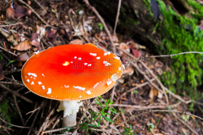 蘑菇,鹅膏菌,毒蝇菇,自然,水平画幅,秋天,无人,苔藓,斑点,户外