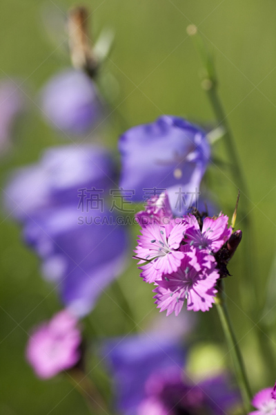 风铃草属,纽扣蕨,石生风铃草,野风信子,垂直画幅,无人,纯净,夏天,户外,特写