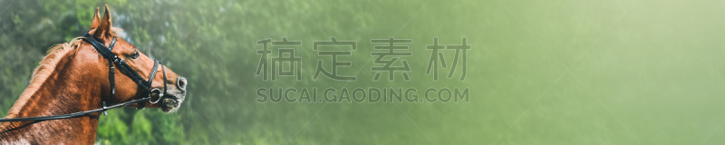 水平画幅,马,头球,酸模,超越障碍比赛,母马,无人,太空,皮革