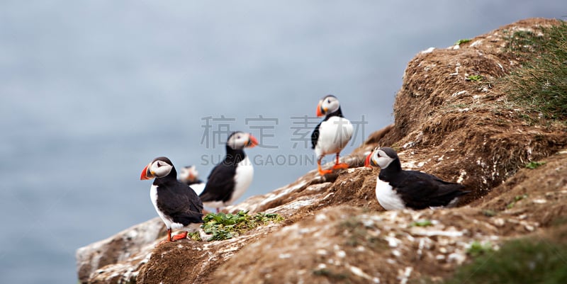 角嘴海雀,冰岛国,悬崖,大西洋海雀,洞穴,海鸦,美,水平画幅,鸟类,动物身体部位