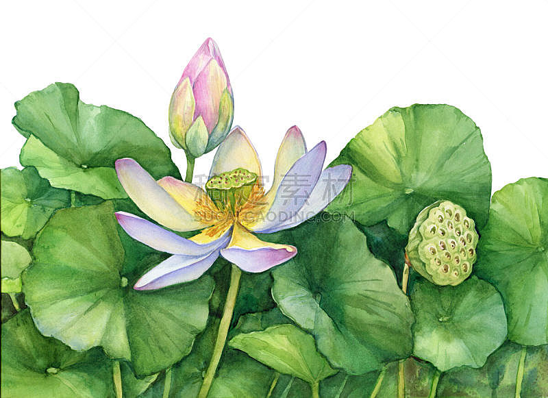 荷花 亚洲睡莲 绘画插图 分离着色 水彩画 白色背景 埃及 接力赛 作画图片素材下载 稿定素材 荷花 亚洲睡莲 绘画插图 分离着色 水彩画 白色背景 埃及 接力赛 作画图片素材下载 稿定素材