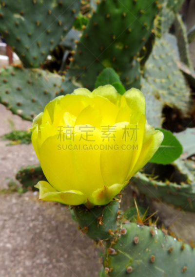 黄色,仙人掌,垂直画幅,无人,荆棘,户外,特写,自然美,食用仙人掌,花蕾