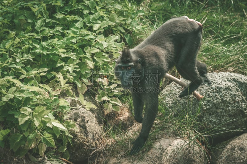 西里伯斯岛猕猴,岩石,猴子,水平画幅,热带雨林,野外动物,猕猴,户外,草,特有物种