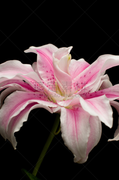 百合花,白色,粉色,垂直画幅,仅一朵花,明亮,植物,花头,自然,白色背景