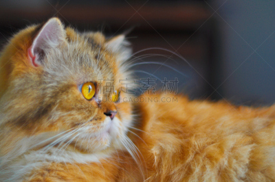 猫,猫式,良性肿瘤,纯种猫,水平画幅,手势语,无人,猫科动物,长发,哺乳纲
