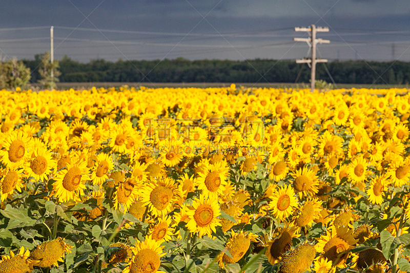 黄色,向日葵,田地,色彩鲜艳,电力线,自然,水平画幅,马尼托巴湖,无人,草原