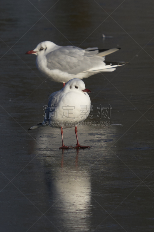 冻结的,特写,湖,鸽子,寒冷,背景分离,野生动物,公园,英国,自然美