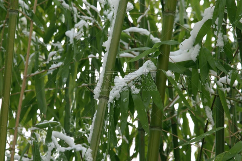 冬天,竹,自然,水平画幅,绿色,雪,无人,巨竹,户外,叶表皮