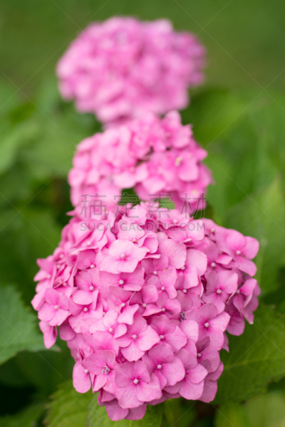 八仙花属,粉色,自然,垂直画幅,芳香的,无人,夏天,户外
