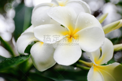 仅一朵花,桑拓神像,瓦努阿图,海滩,雨,修改系列,湿,美,栀子花,水平画幅