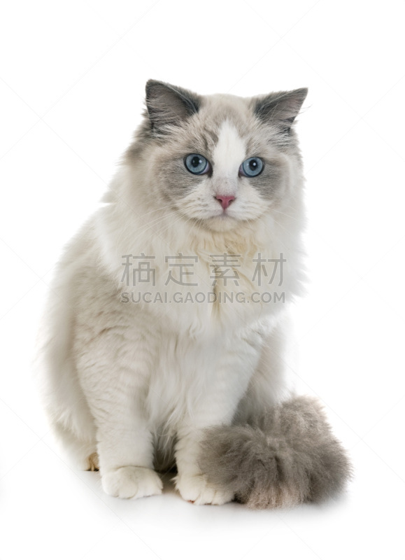 布偶猫,宠物,背景分离,法国,垂直画幅,图像,猫,猫科动物,动物,无人