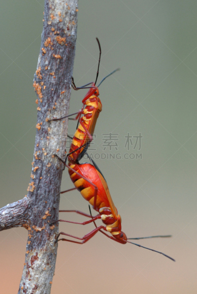 马达加斯加,昆虫,信笺针,线,垂直画幅,无脊椎动物,稀缺,野生动物,橙色,色彩鲜艳