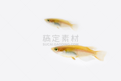 日本青鳉,宠物,水平画幅,无人,动物,海产,鱼类,淡水鱼,摄影