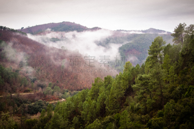 雾,森林,塞文山区,天空,美,水平画幅,云,无人,古老的,户外
