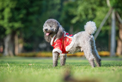 进行中,贵宾犬,草,麦迪逊广场公园,自然,哺乳纲,宠物,植物,水平画幅,无人
