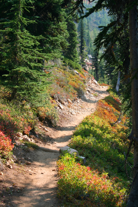 徒步旅行,小路,森林,mt baker-snoqualmie national forest,北小瀑布国家公园,垂直画幅,宁静,绿色,秋天,无人