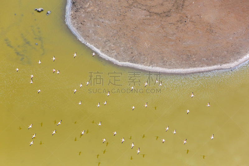 里夫特谷,航拍视角,肯尼亚,小火烈鸟,小的,在上面,湖,羊群,水,气候