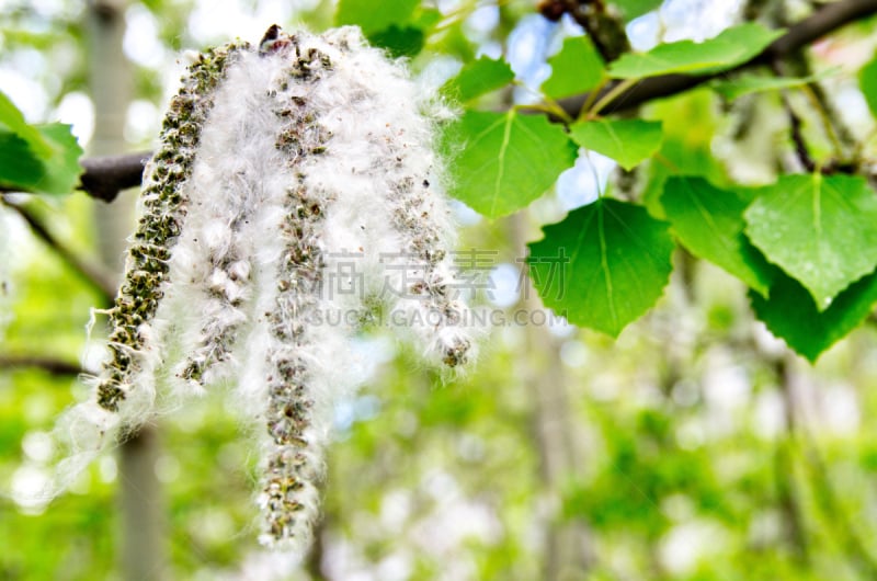 白杨,电视静音,穗,天空,水平画幅,夏天,户外,生物学,特写,白色