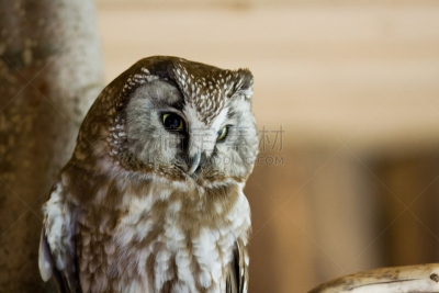 tengmalm's owl,锯磨鸮,水平画幅,无人,猫头鹰,2015年,鸟类,巴伐利亚,摄影