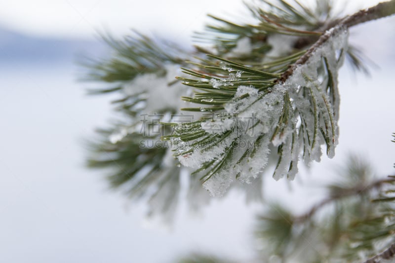 俄勒冈州,雪山,环境,霜,雪,天气,火山湖,杉树,户外,天空