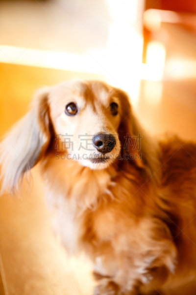 腊肠犬,长发,硬木地板,可爱的,复印机,纯种犬,空的,肖像,地板,狗