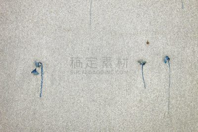 水母,海滩,蓝色,游动孢子,水母双鳍鲳,圣克鲁斯岛,酸浆属,加拉帕戈斯群岛,触须,水平画幅