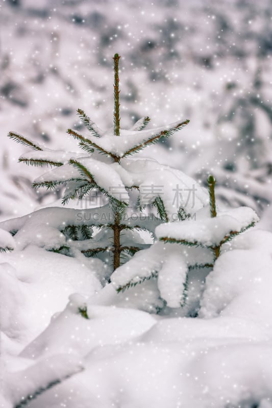 垂直画幅,德国高速列车,雪,户外,白色,冬天,常绿树,枝,球洞区