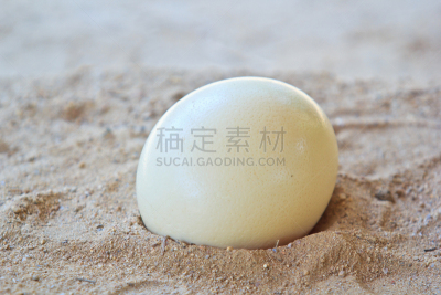 沙子,鸵鸟蛋,公园,水平画幅,无人,鸟类,巨大的,野外动物,户外,泰国