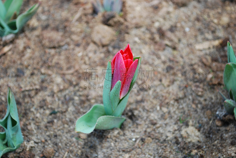 郁金香,花坛,红色,婴儿连身套装,湿,清新,情人节卡,公园,色彩鲜艳,春天