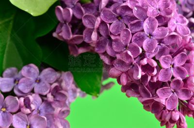 特写,丁香花,枝,花朵,青年人,天空,芳香的,水平画幅,无人,夏天