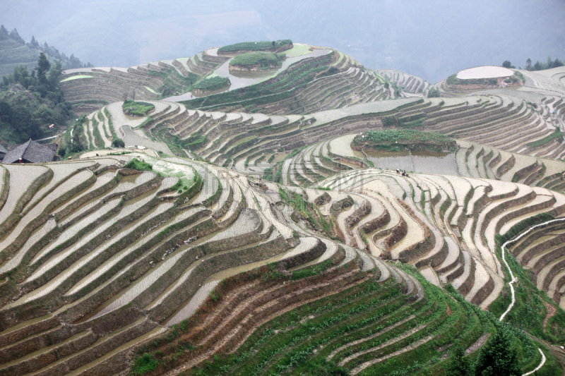 龙脊梯田,广西壮族自治区,梯田,中国,稻,壮族,瑶族,苗族,龙胜,阳朔