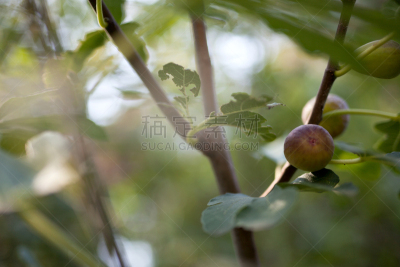 无花果,白昼,平衡折角灯,秋天,自然,水平画幅,欧坦,无人,无花果树,塞尔维亚