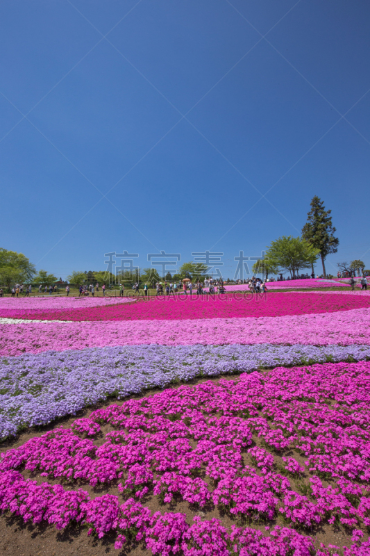 草夹竹桃属,羊山公园,一个物体,侧面视角,花头,垂直画幅,樱花,石楠,无人,蓝色