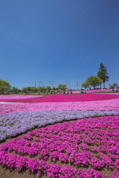 草夹竹桃属,羊山公园,一个物体,侧面视角,花头,垂直画幅,樱花,石楠,无人,蓝色