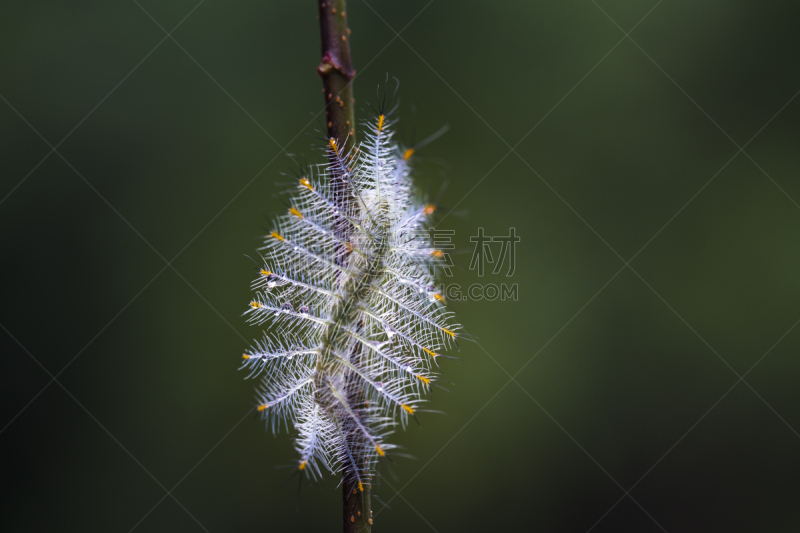 毛虫,蝴蝶,大公,鹭管鱼,背鳍,动物腹部,蛱蝶科,腹部,新的,水平画幅