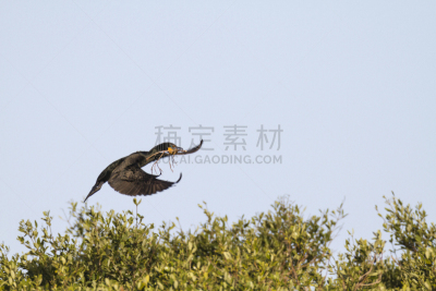 家,野生动物,水平画幅,冬天,海鸟,鸟类,墨西哥湾沿岸国家,双冠鸬鹚,运动模糊,佛罗里达