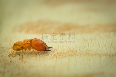 白蚁,背景,木制,特写,微距,住房,损坏的,自然,褐色,式样