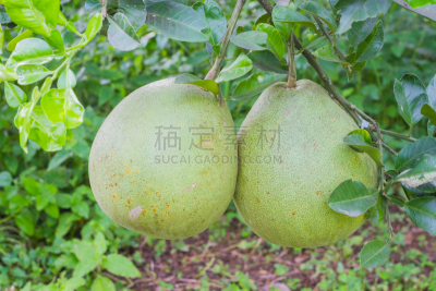 柚子,葡萄柚,自然,圆形,水平画幅,水果,无人,有机食品,果汁,熟的