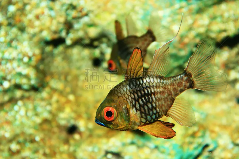 鱼类 礁石 蓝刺尾鱼 鳞鲀 蝴蝶鱼 神仙鱼 水平画幅 水下 夏天 人的脸部图片素材下载 稿定素材