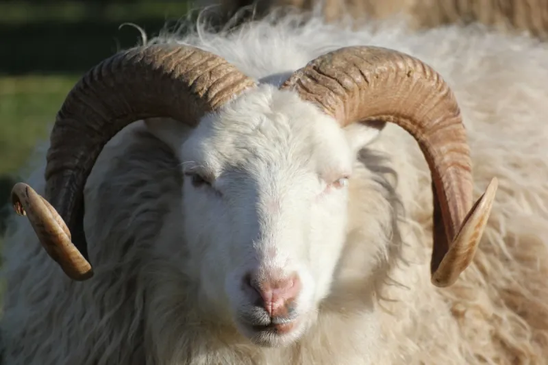 白羊座 公羊 绵羊 长发 雄性动物 一只动物 美利奴绵羊 有角的 羊群 牧羊人图片素材下载 稿定素材