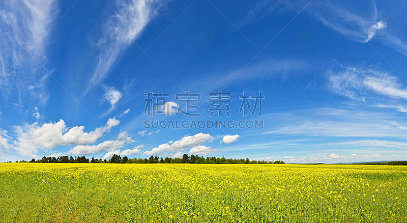 油菜花,田地,天空,水平画幅,地形,景观设计,无人,蓝色,全景,户外