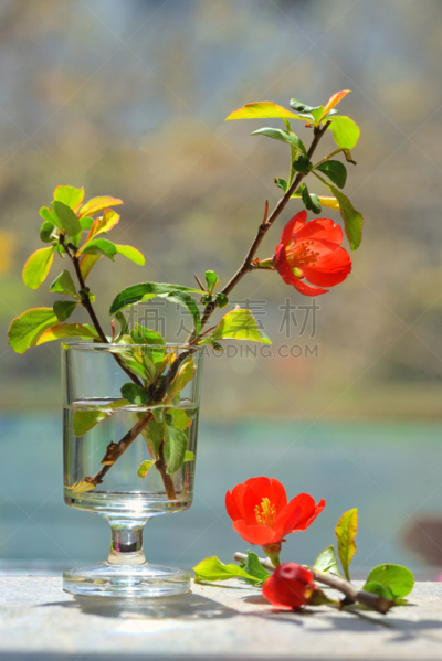 皱皮木瓜,温柏,茶花,花瓶,小的,洋葱花,李子,果园,花蕾,垂直画幅