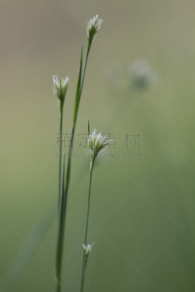 草,小的,自然,垂直画幅,利河,草地,宁静,无人,户外,芦苇
