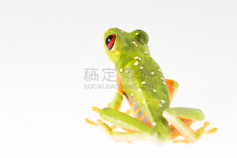 青蛙,两只动物,眼痛,野生动物,水平画幅,绿色,小的,白色背景,动物身体部位,野外动物