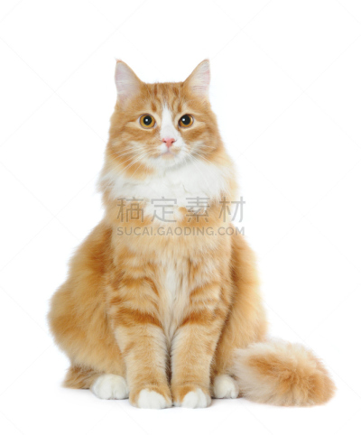 野生猫科动物,可爱的,白色,分离着色,杂种猫,猫,背景分离,肖像,坐