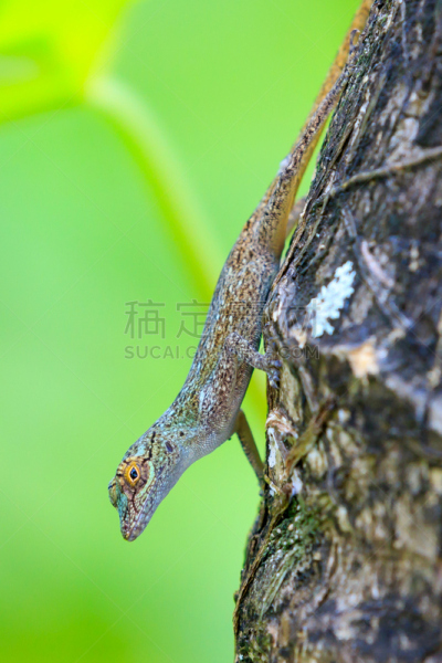 壁虎,垂直画幅,热带鸟,彩色运动茄克,无人,蜥蜴,茧,户外,绿色草蜻蛉,雨林